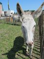IMG_5369