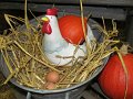 IMG_6238