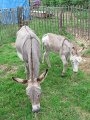 IMG_3447