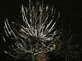 IMG_2497