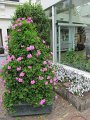 IMG_8101