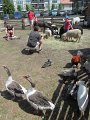 IMG_4060