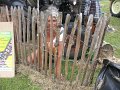 IMG_6230