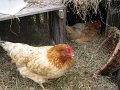IMG_6300