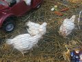 IMG_0054