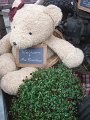 IMG_2116