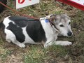 IMG_5077