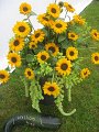 IMG_1250