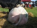IMG_1326