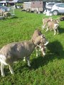 IMG_1336