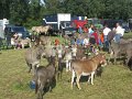 IMG_1345