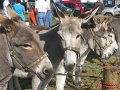 IMG_1346