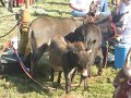IMG_1347