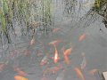 IMG_1896