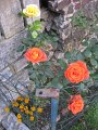 IMG_5175