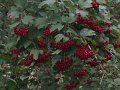 IMG_8567