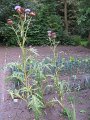 IMG_8581