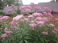 IMG_8597