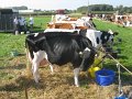 IMG_2910