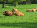 IMG_2944