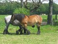 IMG_4247