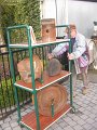 IMG_0800