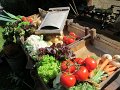 IMG_1781