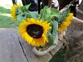 IMG_1812