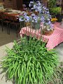 IMG_1872
