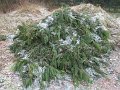 IMG_0866