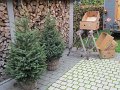IMG_6957