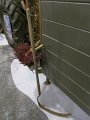 IMG_7197
