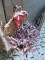 IMG_0275