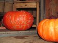 IMG_7860