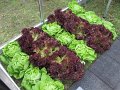 IMG_5731