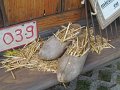 IMG_4911