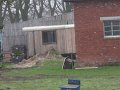 IMG_9251