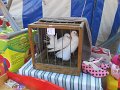 IMG_5043