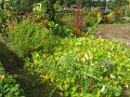 IMG_8550