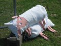 IMG_6590