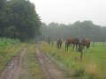 IMG_6890