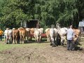 IMG_7555