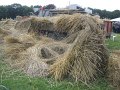 IMG_7715