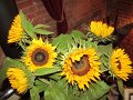 IMG_5566