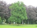 IMG_7461