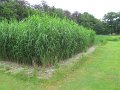 IMG_7520
