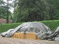 IMG_7801