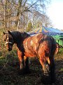 IMG_4558