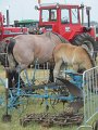 IMG_2922