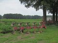 IMG_1313